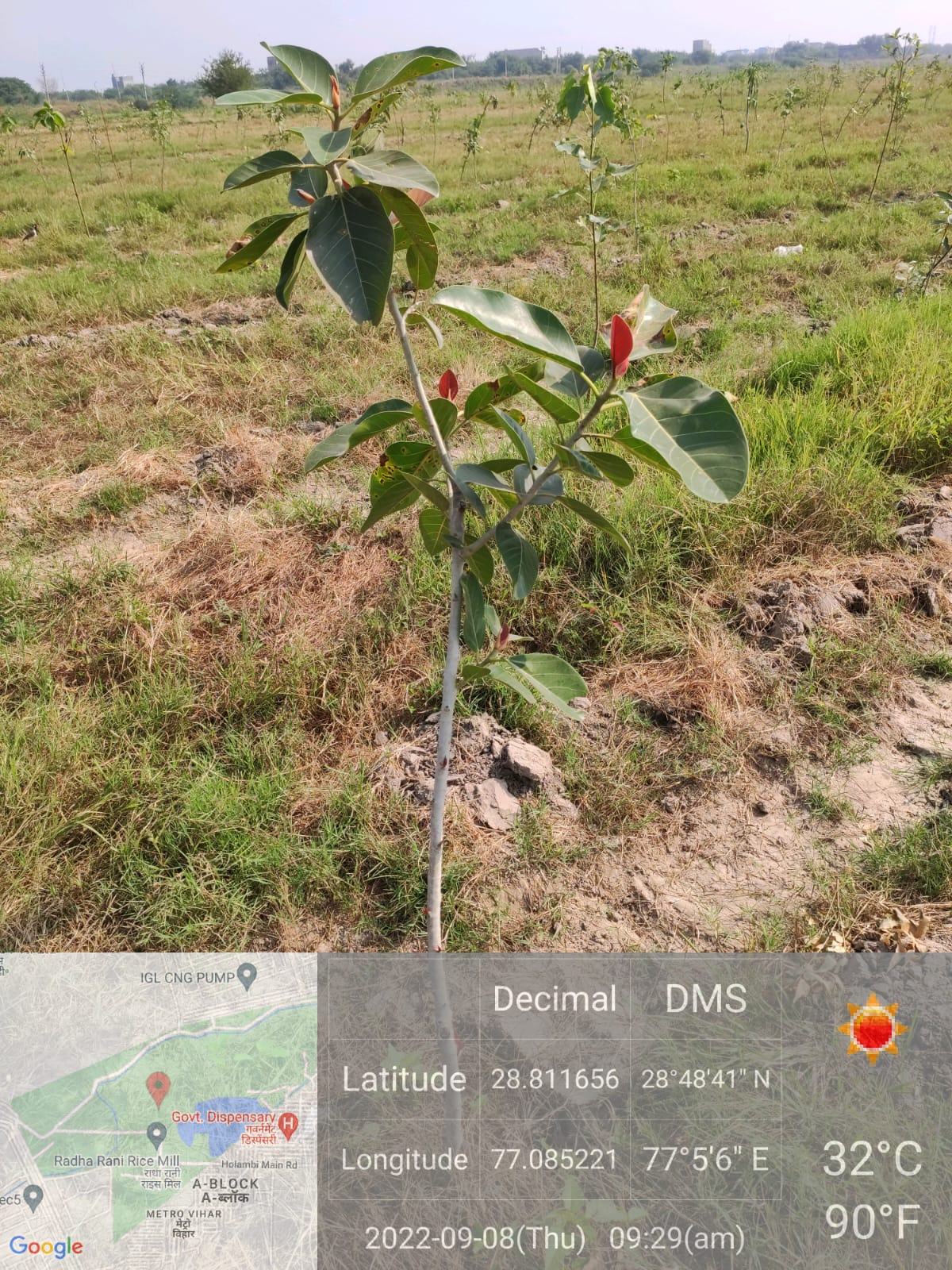 Compensatory Afforestation
